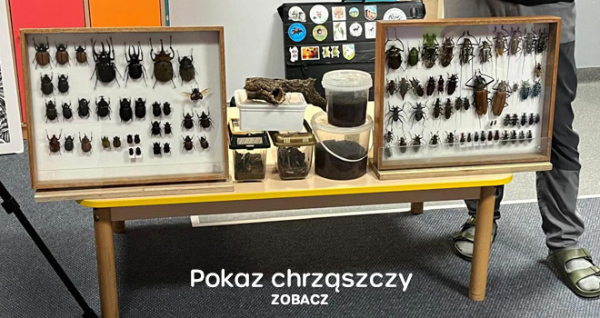 Pokaz chrząszczy